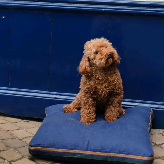 All Rounder Floor Cushion Cover -- Max